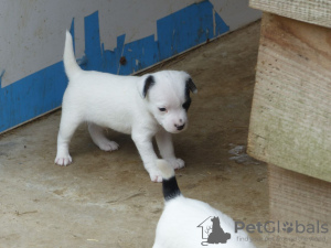 Foto №2 zu Ankündigung № 131393 zu verkaufen jack russell terrier - einkaufen Schweiz quotient 	ankündigung