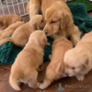 Foto №1. golden retriever - zum Verkauf in der Stadt Saariselkä | 340€ | Ankündigung № 120633