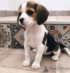 Foto №2 zu Ankündigung № 120684 zu verkaufen beagle - einkaufen Belgien quotient 	ankündigung, züchter