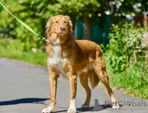 Zusätzliche Fotos: Der wunderschöne Hund Rom sucht eine Familie.