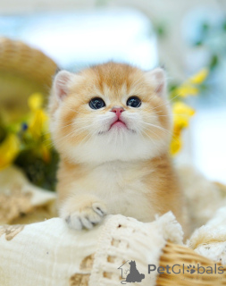 Foto №3. Weibliches Britisch-Kurzhaar-Kätzchen. Belgien