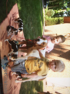 Zusätzliche Fotos: Russische Jagdhundwelpen. Wir sind anderthalb Monate alt.