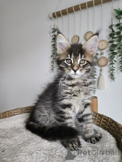Foto №3. Auffällige schwarz-silber getigerte Maine-Coon-Kätzchen jetzt erhältlich. Deutschland