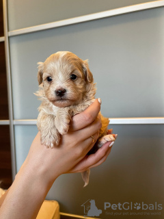 Foto №4. Ich werde verkaufen maltipu in der Stadt Minsk. züchter - preis - 1806€