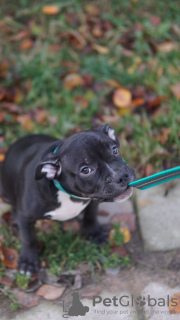 Foto №1. american bully - zum Verkauf in der Stadt St. Petersburg | 531€ | Ankündigung № 27811