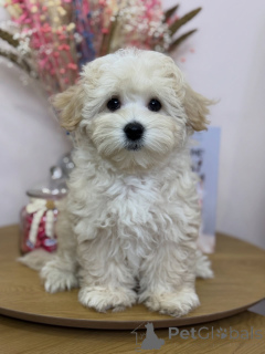 Foto №4. Ich werde verkaufen maltipu in der Stadt Calw. quotient 	ankündigung - preis - verhandelt