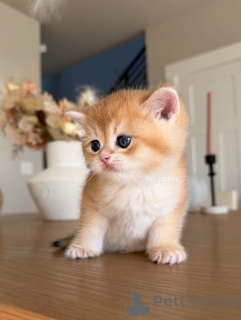 Foto №2 zu Ankündigung № 162905 zu verkaufen britisch kurzhaar - einkaufen Frankreich quotient 	ankündigung