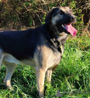 Foto №2 zu Ankündigung № 166920 zu verkaufen mischlingshund - einkaufen Weißrussland quotient 	ankündigung