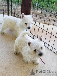 Foto №1. west highland white terrier - zum Verkauf in der Stadt Londoner Bezirk von Camden | Frei | Ankündigung № 150507