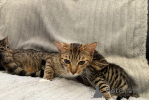 Foto №1. bengal katzenrasse - zum Verkauf in der Stadt Albin | 350€ | Ankündigung № 169312