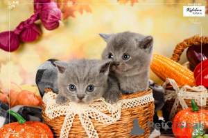 Foto №4. Ich werde verkaufen britisch kurzhaar in der Stadt Amsterdam. züchter - preis - verhandelt