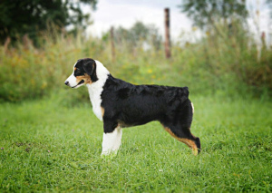 Foto №3. Auf der Suche nach fürsorglichen Stiften Mädchen Rasse Australian Shepherd.. Russische Föderation