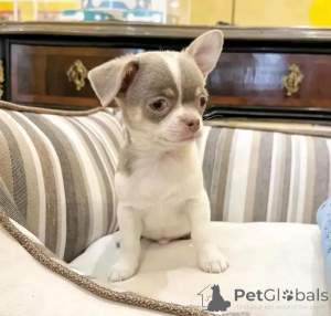 Foto №1. chihuahua - zum Verkauf in der Stadt Helsinki | 500€ | Ankündigung № 144452