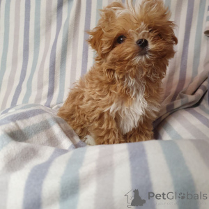 Foto №2 zu Ankündigung № 159053 zu verkaufen pudel (toy) - einkaufen Deutschland aus dem tierheim, züchter