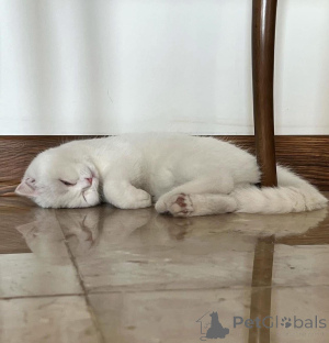 Foto №2 zu Ankündigung № 165467 zu verkaufen  - einkaufen Frankreich 