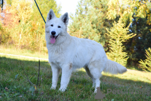 Foto №4. Ich werde verkaufen berger blanc suisse in der Stadt Frampol. züchter - preis - 700€