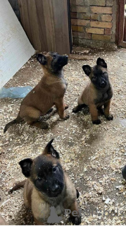 Foto №3. Belgischer Schäferhund (Malinois). Serbien