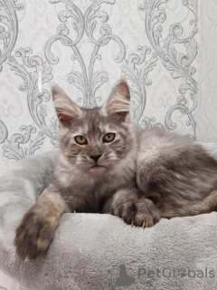 Foto №1. maine-coon-katze - zum Verkauf in der Stadt Франкфурт-на-Майне | 900€ | Ankündigung № 137763