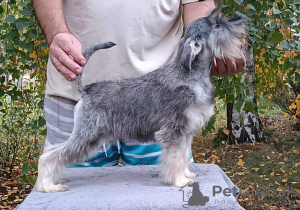 Foto №2 zu Ankündigung № 123325 zu verkaufen schnauzer - einkaufen Serbien 