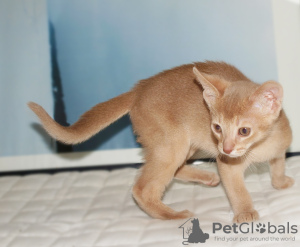 Zusätzliche Fotos: Abessinierkatzenjunge rehbraunes Kätzchen
