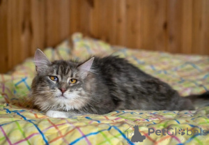 Foto №1.  - zum Verkauf in der Stadt Moskwa | Frei | Ankündigung № 150996