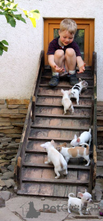 Foto №3. Cachorros Chihuahua en adoptción. Spanien