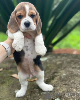 Foto №4. Ich werde verkaufen beagle in der Stadt Berlin. quotient 	ankündigung - preis - 360€