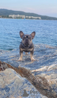 Foto №1. französische bulldogge - zum Verkauf in der Stadt Belgrad | verhandelt | Ankündigung № 116980