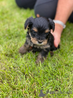 Foto №3. Teacup Yorkshire Terrier Welpe zur kostenlosen Adoption. Deutschland