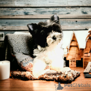 Foto №4. Ich werde verkaufen yorkshire terrier in der Stadt Namysłów. züchter - preis - 5000€