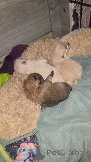 Foto №4. Ich werde verkaufen  in der Stadt Anderlecht. quotient 	ankündigung - preis - 800€