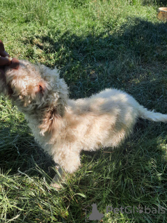 Foto №4. Ich werde verkaufen lagotto romagnolo in der Stadt Târgu Mureș. züchter - preis - verhandelt