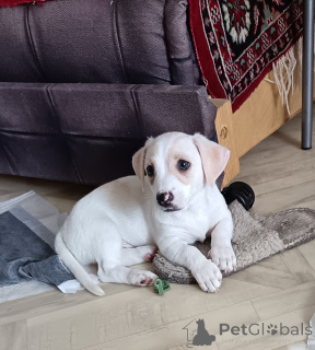 Foto №1. jack russell terrier - zum Verkauf in der Stadt Magnitogorsk | 269€ | Ankündigung № 148888