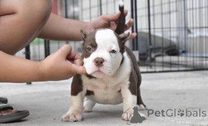 Foto №1. american pit bull terrier - zum Verkauf in der Stadt Enköping | verhandelt | Ankündigung № 169768