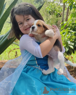 Foto №3. Beagle-Welpen gesucht. Deutschland