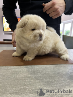 Foto №2 zu Ankündigung № 131020 zu verkaufen chow-chow - einkaufen Deutschland quotient 	ankündigung