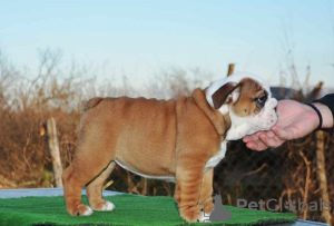 Foto №4. Ich werde verkaufen englische bulldogge in der Stadt Belgrad.  - preis - verhandelt