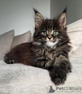 Foto №3. Eine wunderschöne Maine Coon Katze. Deutschland