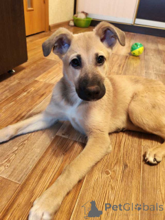 Foto №2 zu Ankündigung № 163839 zu verkaufen mischlingshund - einkaufen Russische Föderation quotient 	ankündigung