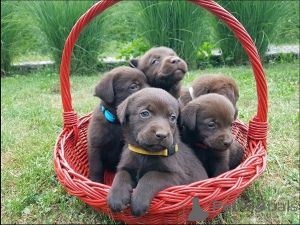 Foto №2 zu Ankündigung № 167844 zu verkaufen labrador retriever - einkaufen Serbien züchter