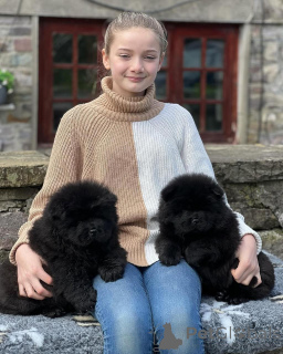 Foto №2 zu Ankündigung № 135614 zu verkaufen chow-chow - einkaufen Deutschland quotient 	ankündigung, züchter