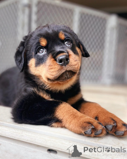 Foto №3. Rottweiler-Welpe zur Adoption bereit!. Australien