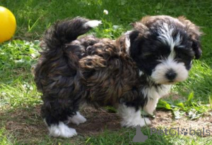 Foto №1. bolonka zwetna - zum Verkauf in der Stadt Tulln | verhandelt | Ankündigung № 167327