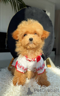 Foto №2 zu Ankündigung № 163965 zu verkaufen malteser - einkaufen Deutschland züchter