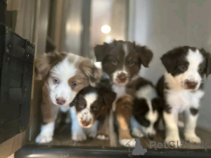 Foto №2 zu Ankündigung № 139041 zu verkaufen australian shepherd - einkaufen Deutschland quotient 	ankündigung, züchter