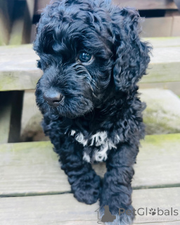 Foto №3. Portugiesische Wasserhund Welpen zu verkaufen. Niederlande