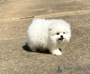 Foto №1. pommersche spitz - zum Verkauf in der Stadt Brüssel | Frei | Ankündigung № 154637