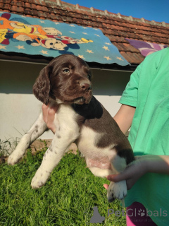 Foto №1. otterhund - zum Verkauf in der Stadt Belgrad | verhandelt | Ankündigung № 139236