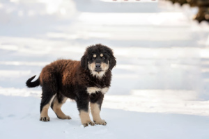 Zusätzliche Fotos: Hotosho / Buryat-Mongol Wolfhound Welpen von den besten Vertretern der Rasse.