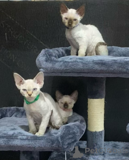 Foto №2 zu Ankündigung № 135883 zu verkaufen devon rex - einkaufen USA 